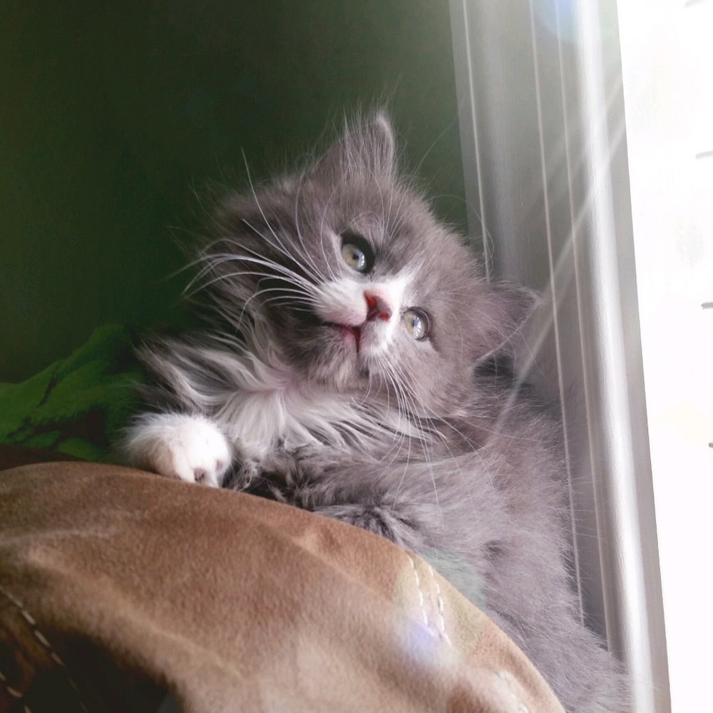 Meet your Posher, Nicole